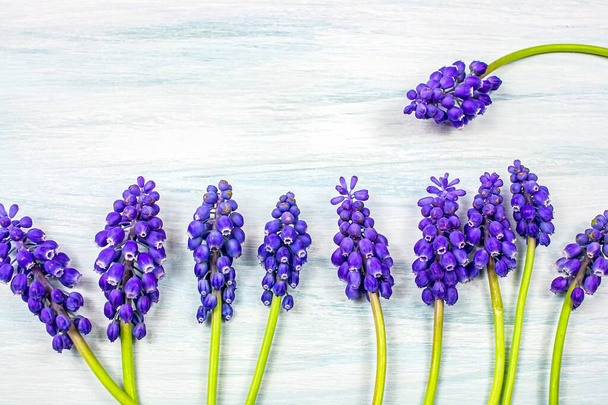 Tuoreet violetti Muscari kukkia kevyt puinen tausta - Valokuva, kuva