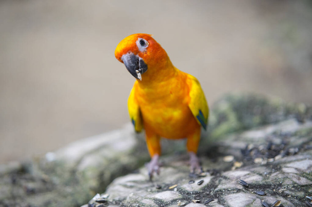 Beautiful Sun Conure Parrot bird - Photo, Image