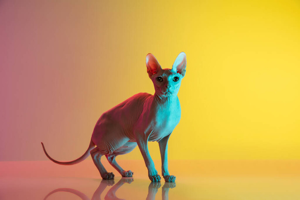 Cute sphynx cat, kitty posing isolated over gradient studio background in neon light - Foto, Imagen