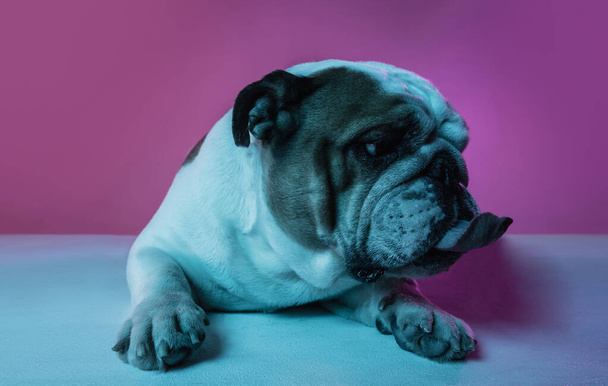 Portret van Engelse bulldog geïsoleerd over gradiënt roze blauwe achtergrond in neon - Foto, afbeelding