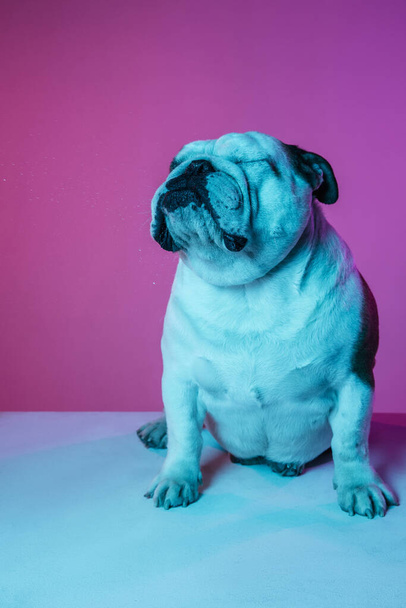 Retrato de bulldog inglés aislado sobre gradiente rosa fondo azul en neón - Foto, imagen