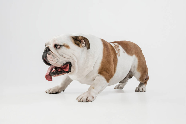 Porträt der englischen Bulldogge isoliert über weißem Studiohintergrund. - Foto, Bild