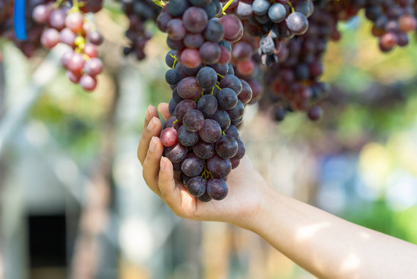 Mano del agricultor sosteniendo racimo rojo fresco de uvas en el viñedo  - Foto, Imagen