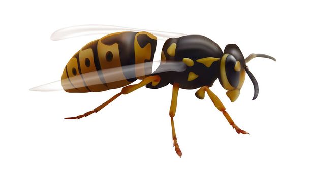 Kuva ampiaisesta, jolla on läpinäkyvät siivet. 3d kuva - Valokuva, kuva