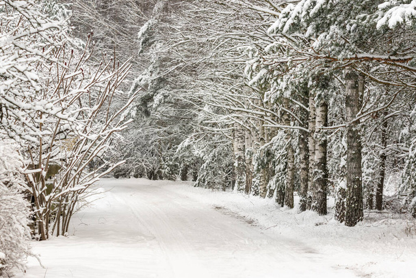 Winter forest, snow-coverd trees, Podlasie Poland - Zdjęcie, obraz