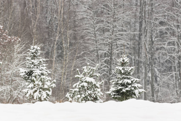 Talvimetsä, lumipeitteiset puut, Podlasie Puola - Valokuva, kuva
