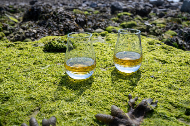 シングルモルトまたはブレンドされたスコットランドのウイスキーと海底の低潮と緑の藻類と石のバックグラウンドで、スコットランドのプライベートウイスキー蒸留所ツアー、英国 - 写真・画像