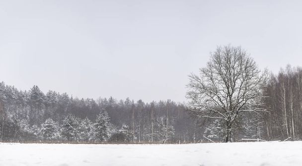 冬の森、雪に覆われた木、ポドラシーポーランド - 写真・画像