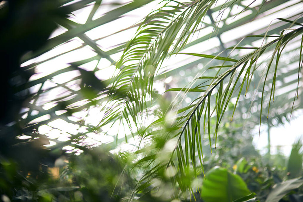 Εξωτικά δέντρα και φυτά κάτω από μια στέγη σε ένα θερμοκήπιο. Διατήρηση του κλίματος για τα θερμοφιλικά φυτά στον βοτανικό κήπο. Όμορφο φόντο άνοιξη. - Φωτογραφία, εικόνα