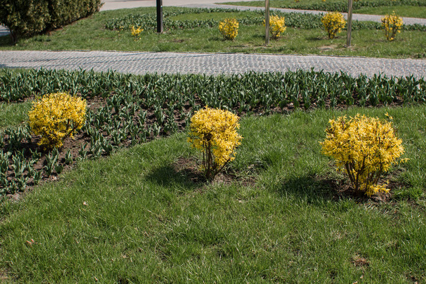 a beautiful flower beds in the park in summer - Фото, зображення