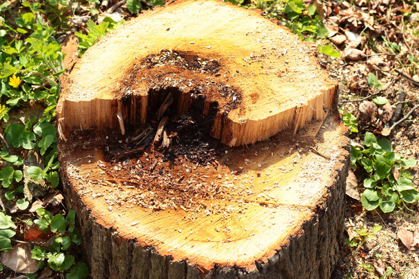 Decayed tree trunk, cut down touchwood used for timber - Photo, Image
