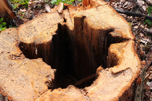 tronc d'arbre pourri, bois de contact coupé utilisé pour le bois - Photo, image