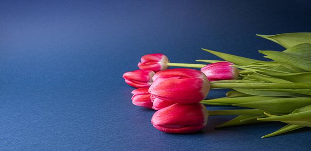 Bright pink natural tulip flowers with green leaves on dark blue paper. Seasonal colorful background with spring flower bouquet and copy space. Horizontal orientation. Selective focus. - Photo, Image