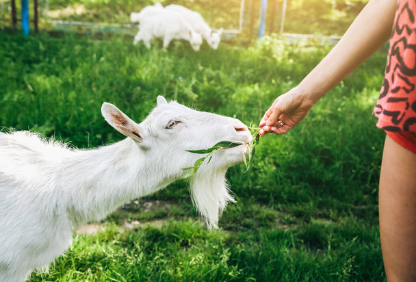 Біла коза їсть вербу. Жінка годує домашніх тварин на природі
. - Фото, зображення