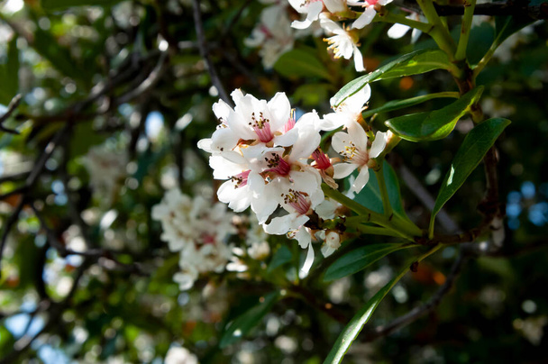 インドのサンザシの白花を咲かせます(Raphiolepis inda var.リキウエンシス) - 写真・画像