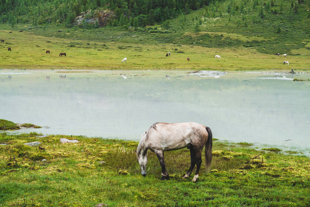 Gray horse grazes in meadow near river in mountain valley. White horse on grassland near mountain lake. Herd on opposite river bank. Many horses on far shore of lake. Beautiful landscape with horses. - Photo, Image