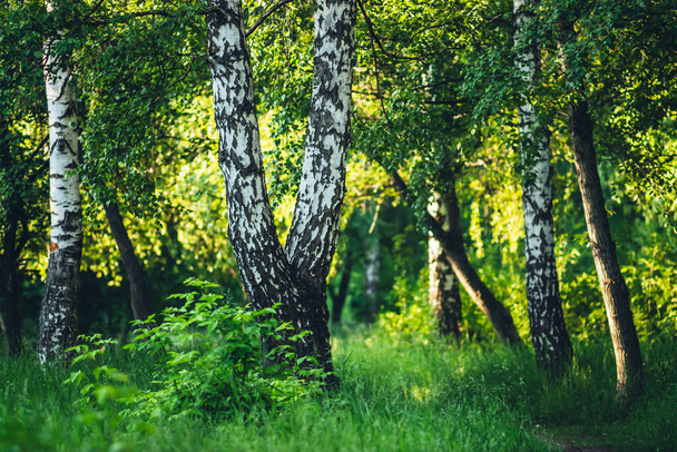 Landschaftliche Landschaft mit doppeltem Baum im Sommerwald im Sonnenlicht. Grüne Landschaft mit schöner Doppelbirke im Park in goldenem Licht. Herrliche Aussicht auf den Birkenhain am sonnigen Morgen. Frisches Grün - Foto, Bild