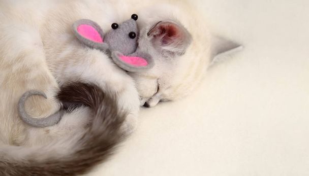 Malá skotská spací roztomilé obléhání kočka s šedou hračkou myš na béžové pozadí.  - Fotografie, Obrázek