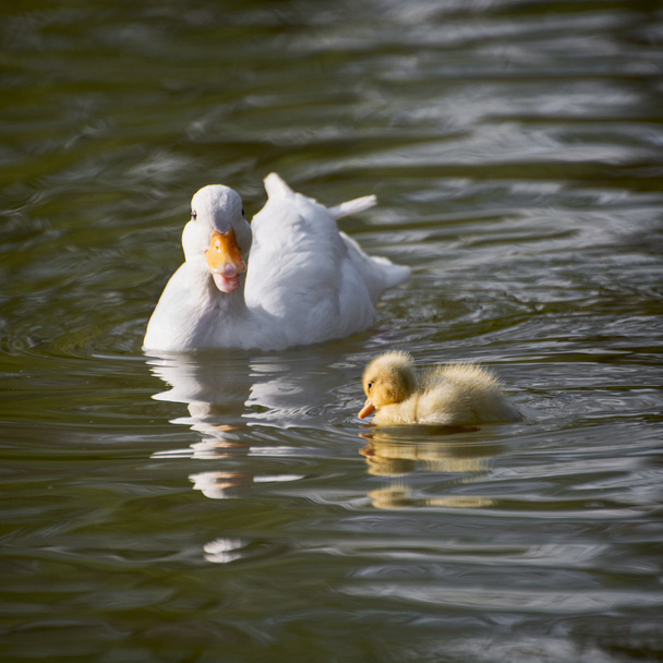 biały kaczka z jej kaczątko w jeziorze - Zdjęcie, obraz