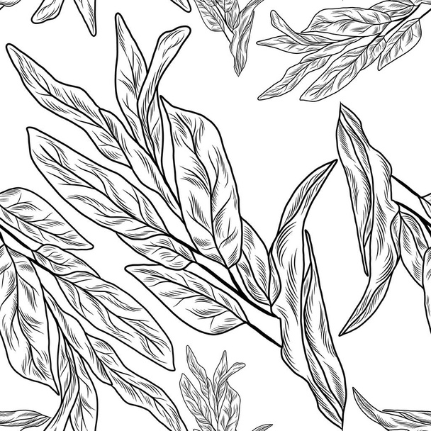 Salvia planta de salvia patrón sin costura, hamd rdawn ilustración - Vector, Imagen