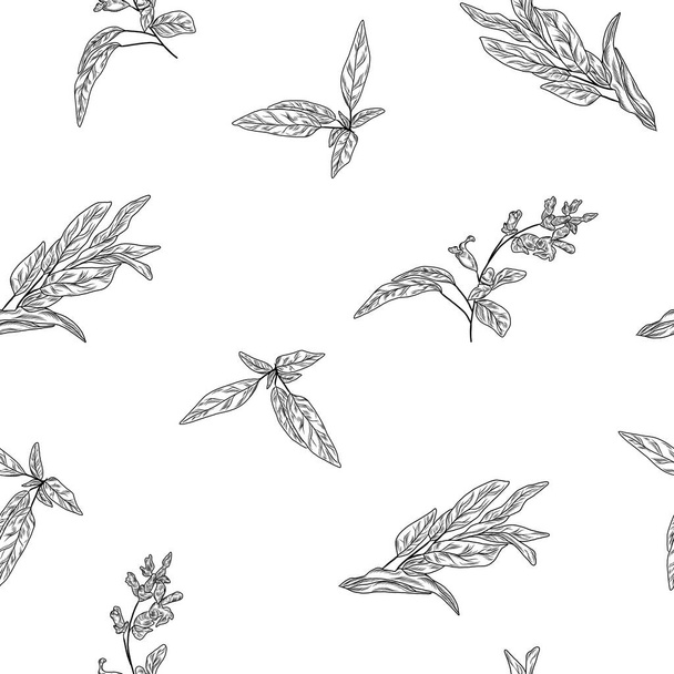 Zsálya növény gyógynövények a varrat nélküli minta, kézzel rajzolt háttér - Vektor, kép