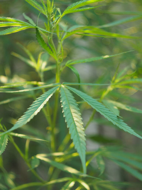 marijuana plant and laefs plantation for medicine and healty  - Photo, Image