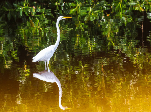 A white heron standing in the lake with its reflection in the water - Valokuva, kuva