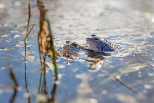 Blue Frog - Frog Arvalis on the surface of a swamp. Photo of wild nature. - Photo, Image