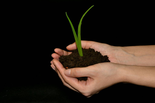 θηλυκό χέρι που κρατά μικρό δέντρο με χώμα για φύτευση. έννοια του πράσινου κόσμου και της ημέρας της γης. Μαύρο φόντο. Αποθήκευση της εικόνας έννοιας του πλανήτη - Φωτογραφία, εικόνα