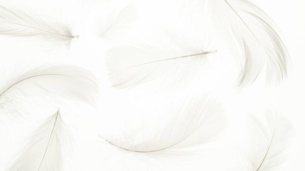 Feather macro pattern. Multicoloured pastel angel feather closeup texture on white background in macro photography, soft focus. Abstract. Coral pink color trends and vintage - Fotoğraf, Görsel