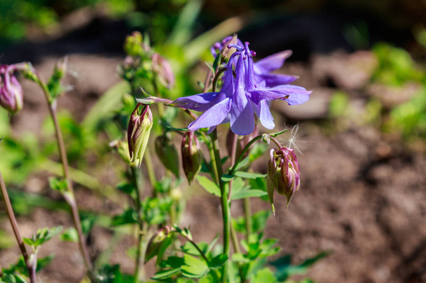 zarte Akelei-Blume (Aquilegia vulgaris) im Garten - Foto, Bild