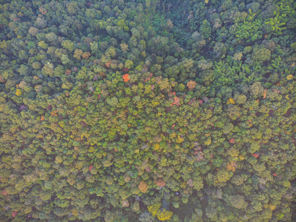 Bosque de árboles verde naturaleza fondo paisaje paisaje aéreo mirar hacia abajo vista - Foto, Imagen