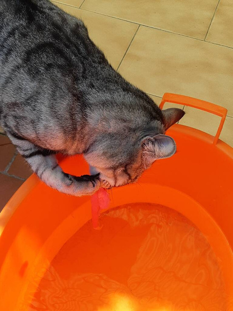 Cat drinking water contained in a basin - Photo, Image