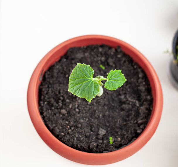 Mudas de pepinos em vasos perto da janela, uma folha verde close-up. Cultivar comida em casa para um estilo de vida ecológico e saudável. Crescer mudas em casa na estação fria - Foto, Imagem