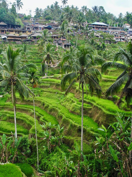 Убуд, Бали, Индонезия: Рисовая терраса Тегалланг в Убуде, Бали, Индонезия. Эти рисовые террасы зеленые и пышные и популярное туристическое направление.  - Фото, изображение