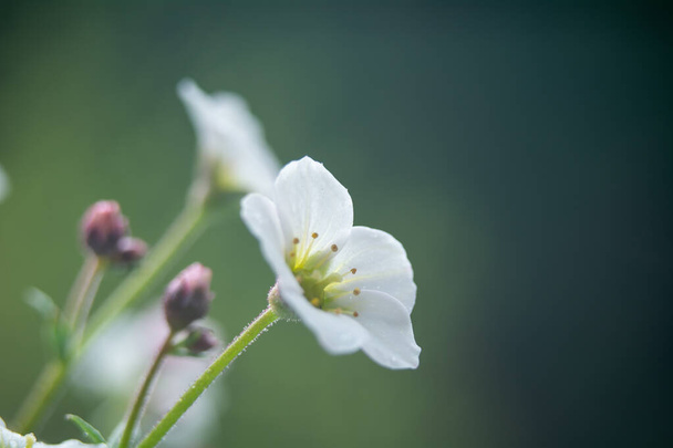 Saxifraga - a genus of plants belonging to the saxifrage family. - Photo, Image