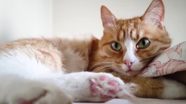 Μια κοκκινομάλλα γάτα ξαπλώνει στον καναπέ και κοιτάζει γύρω της. Ένα όμορφο γατάκι ξαπλώνει σε μια κουβέρτα και κοιτάζει την κάμερα.. - Πλάνα, βίντεο
