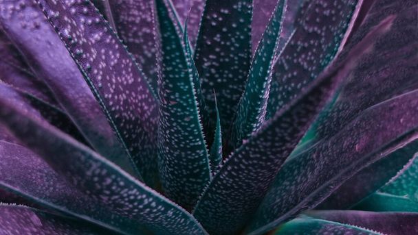 Teal cactus leaves. Close up of teal succulent plant. Natural flower patterns. Freshness concept. Abstract patterns background. - Foto, Imagen