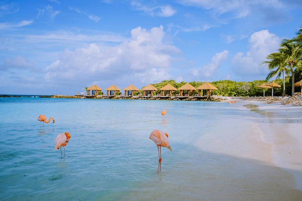 Playa de Aruba con flamencos rosados en la playa, flamenco en la playa en Aruba Island Caribe - Foto, Imagen