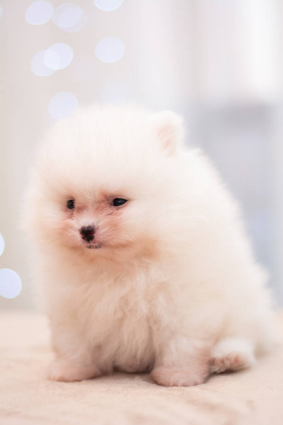 cachorro spitz perro mascota yorkshire terrier chihuahua corte de pelo blanco mini - Foto, imagen