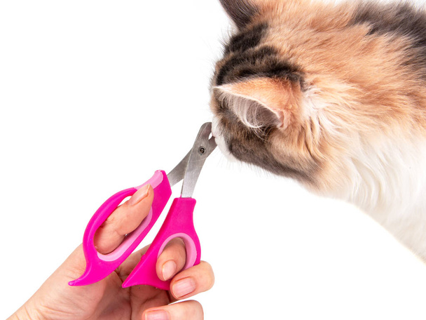 Pink nail clipper for pets grooming isolated on the white background - Photo, Image