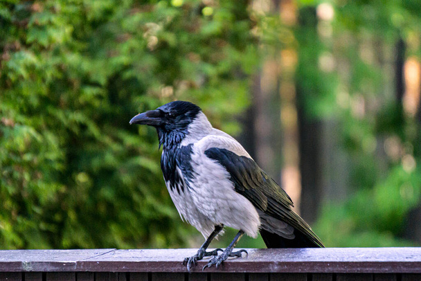 Un cuervo grande se sienta en una cerca de madera en un parque de la ciudad. - Foto, imagen
