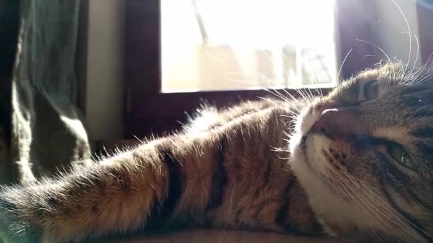 Lemmikkieläinten käsite. Raidallinen kissa makaa lattialla auringossa. Kissanhaukottelua ja paistattelua auringossa. Kodin viihtyisyys ja mukavuus - Materiaali, video
