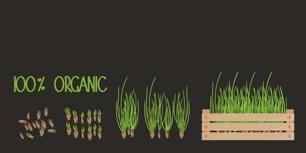 Set of vector illustrations of onions growing from small sprout to large shoots. Informative banner organic healthy food concept. - Vector, Image