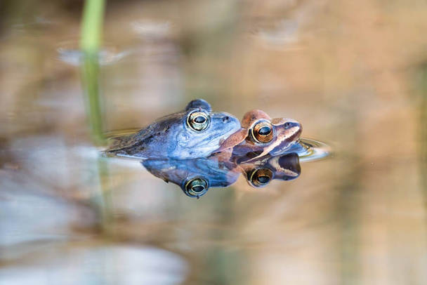 Пара болотных лягушек спаривается в воде весной. - Фото, изображение