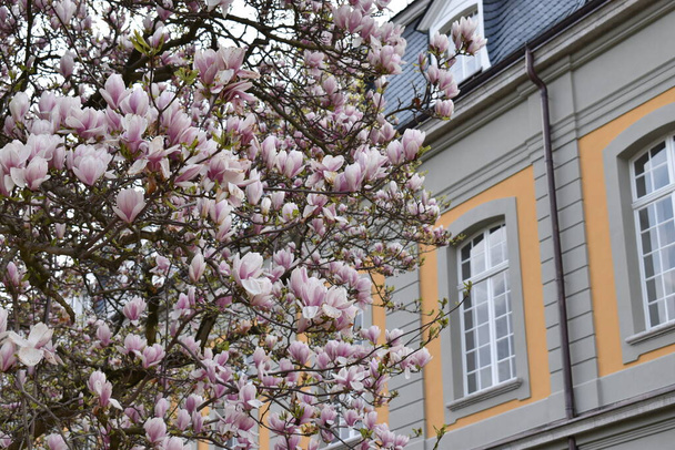 blühende weiß-rosa Bäume im Frühling  - Foto, Bild