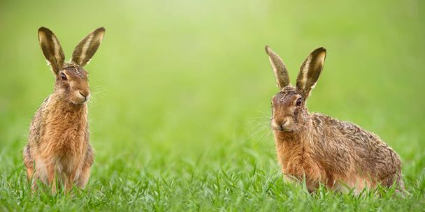 Dvojice hnědých zajíců čelí fotoaparát ze zelené trávy s kopírovacím prostorem - Fotografie, Obrázek