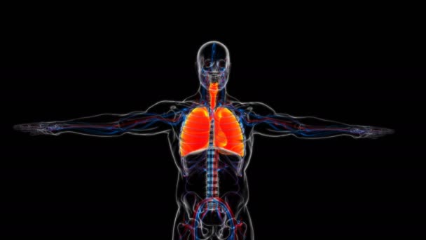 Lungen Human Respiratory System Anatomie für medizinisches Konzept 3D Illustration - Filmmaterial, Video