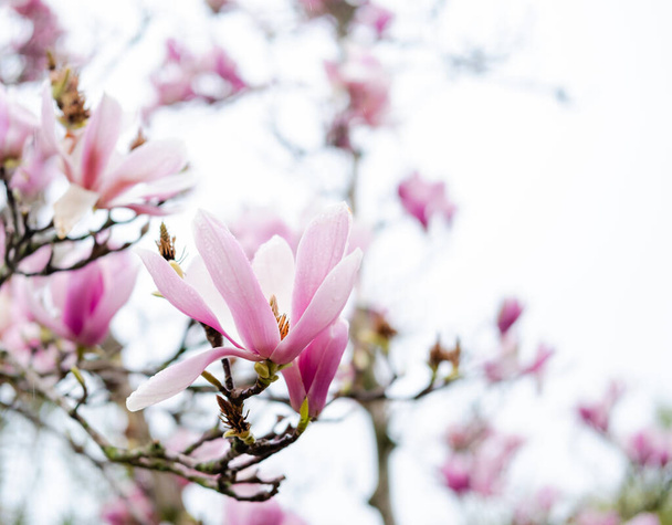 Flores de magnolia rosa. magnolia florece en primavera. - Foto, imagen