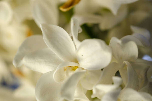 Blume weißer Flieder, Nahaufnahme - Foto, Bild